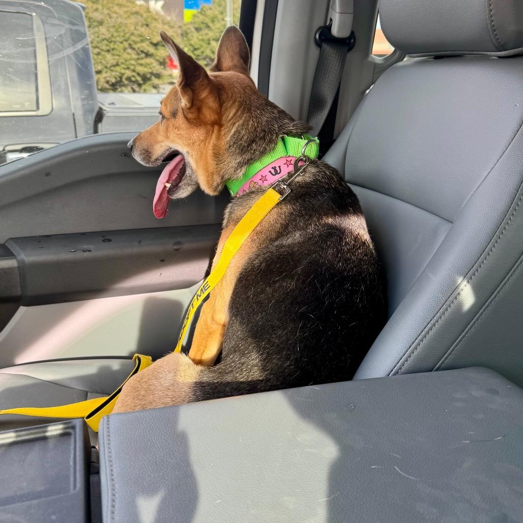 Enlarge Coco, a Adoptable mixed breed in Abilene, TX image 5/6