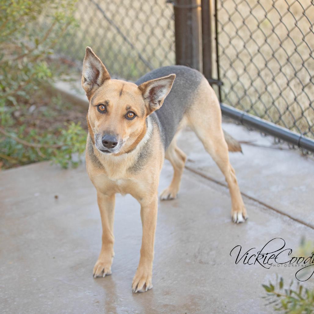 Enlarge Coco, a Adoptable mixed breed in Abilene, TX image 6/6