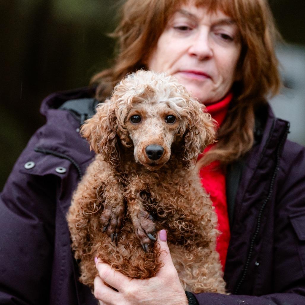 Trixie, adopted, Adult Female Miniature Poodle.