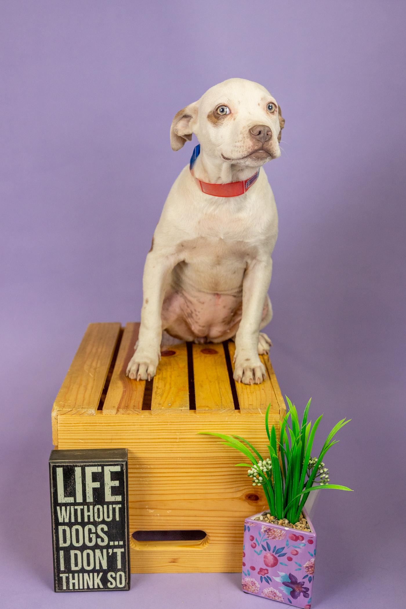 178-26, ADOPTABLE, Young Female Pit Bull Terrier.