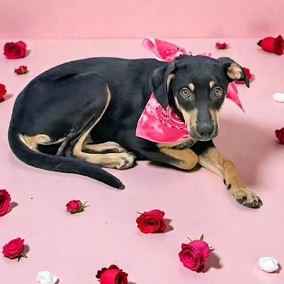 Enlarge Rosa, a Adoptable Mixed Breed in Lufkin, TX image 1/2