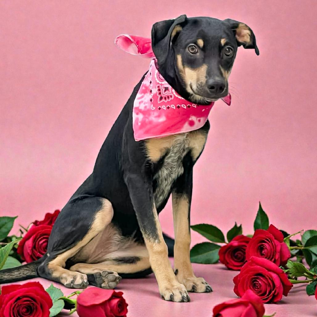 Enlarge Rosa, a Adoptable Mixed Breed in Lufkin, TX image 2/2