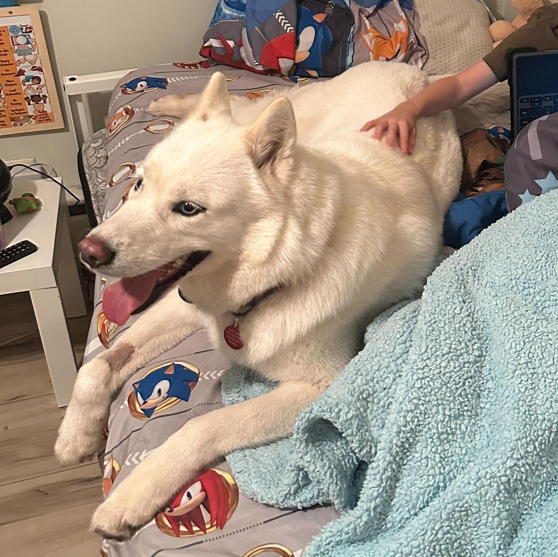 Sakari, adoptable, Adult Female Siberian Husky.