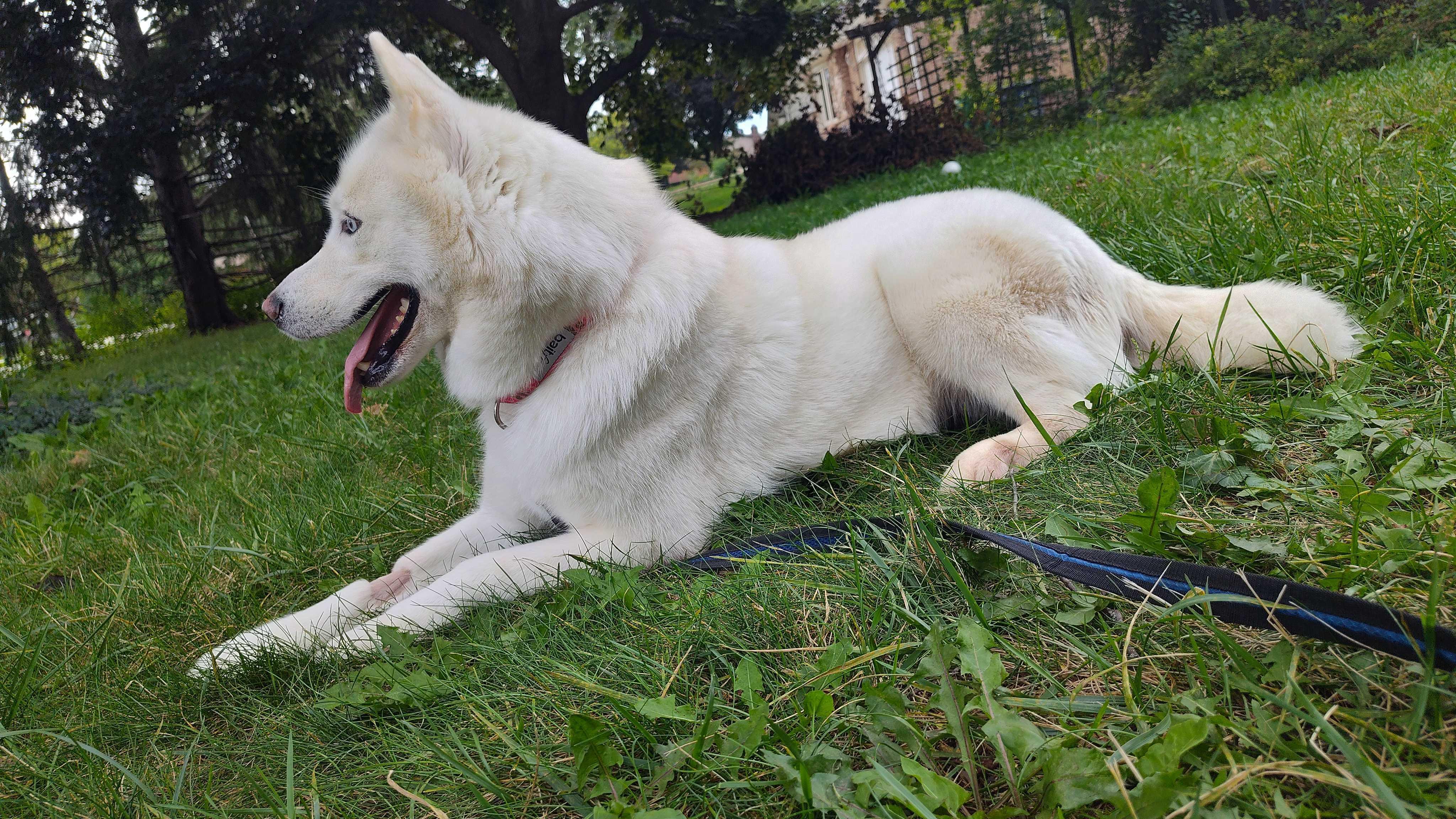 Sakari, an adoptable Siberian Husky in Aurora, IL image 2/5