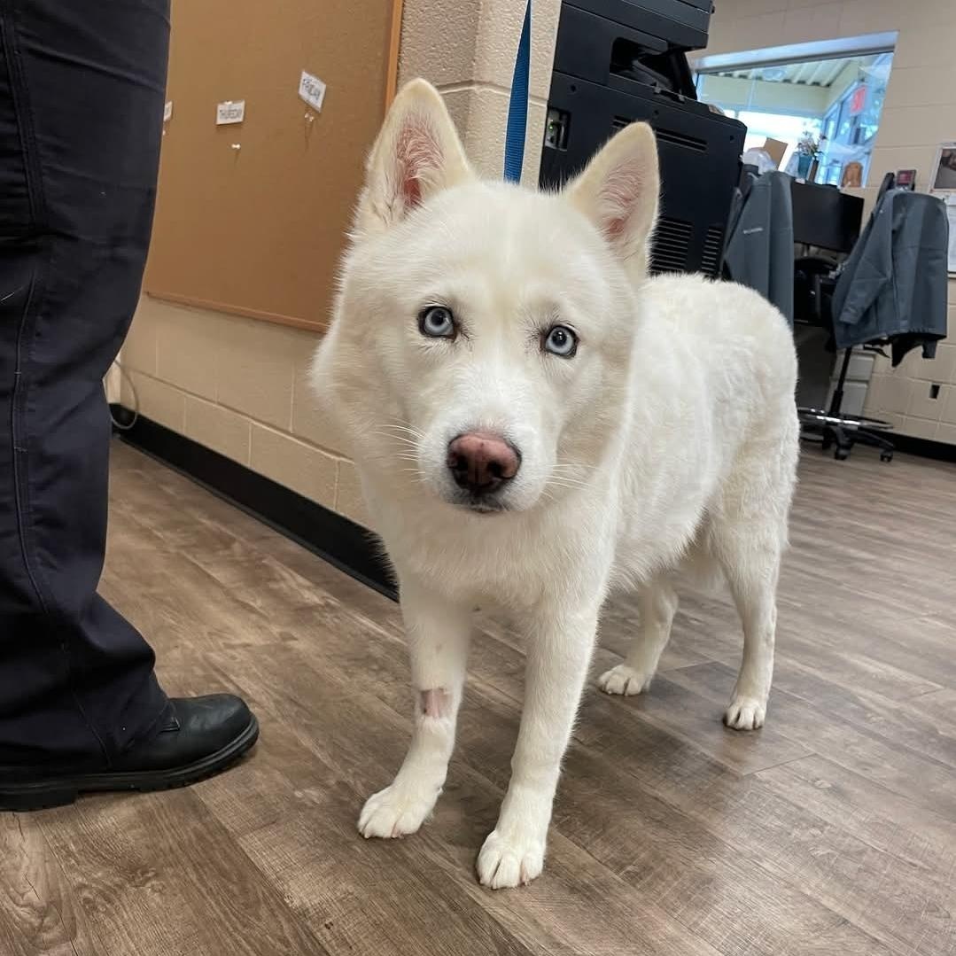 Sakari, an adoptable Siberian Husky in Aurora, IL image 3/5