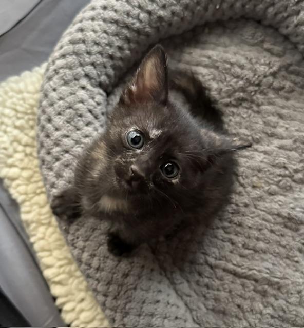 Nova, a Adoptable Tortoiseshell in Parlier, CA image 1/6