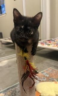 Nova, a Adoptable Tortoiseshell in Parlier, CA image 2/6