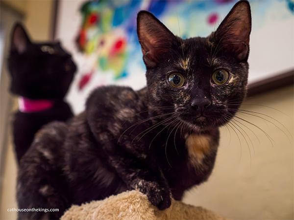 Nova, a Adoptable Tortoiseshell in Parlier, CA image 3/6