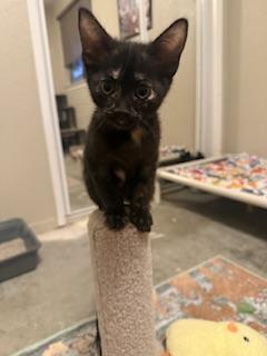 Nova, a Adoptable Tortoiseshell in Parlier, CA image 4/6