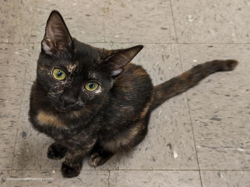 Nova, a Adoptable Tortoiseshell in Parlier, CA image 5/6