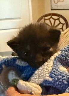 Nova, a Adoptable Tortoiseshell in Parlier, CA image 6/6