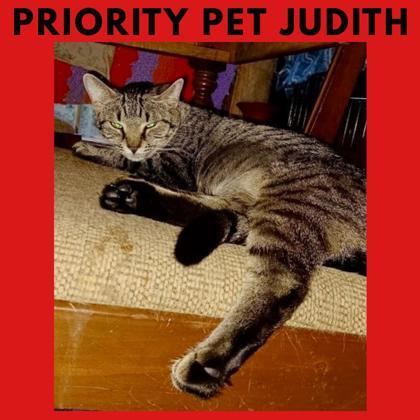 Enlarge Judith `A PRIORITY PET`, a Adoptable Domestic Short Hair in Columbia, SC image 1/3