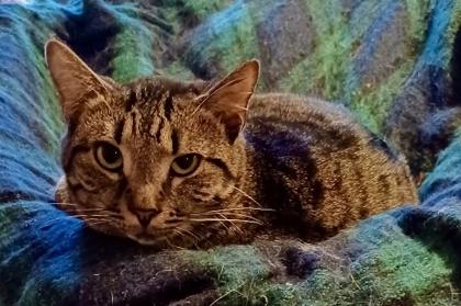 Judith, a Adoptable Domestic Short Hair in Columbia, SC image 1/5