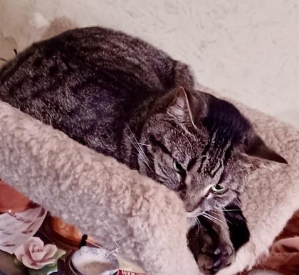 Enlarge Judith `A PRIORITY PET`, a Adoptable Domestic Short Hair in Columbia, SC image 2/3