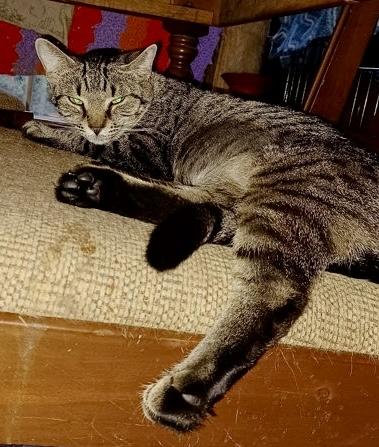 Enlarge Judith, a Adoptable Domestic Short Hair in Columbia, SC image 3/5