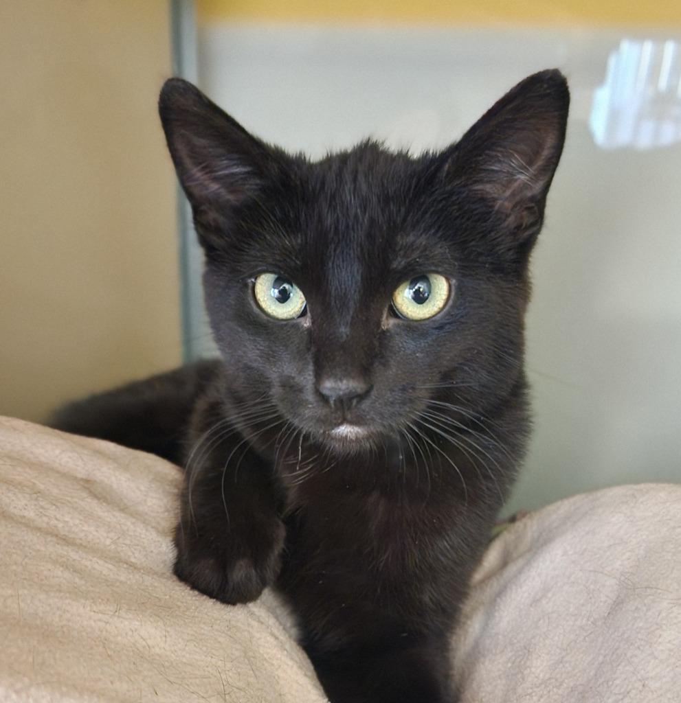 Enlarge Cinder, a Adoptable mixed breed in Superior, WI image 1/1