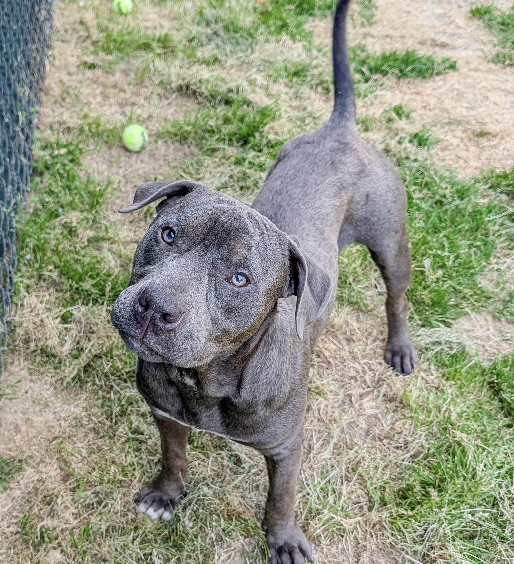 Chester, adopted, Young Male Terrier.