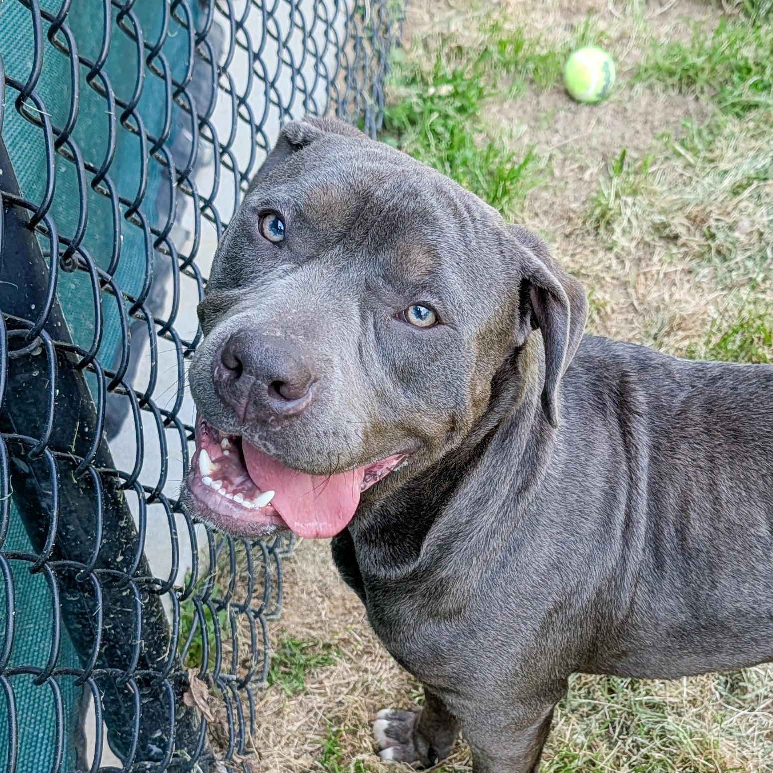 Enlarge Chester, an adopted mixed breed in Lancaster, SC image 2/2