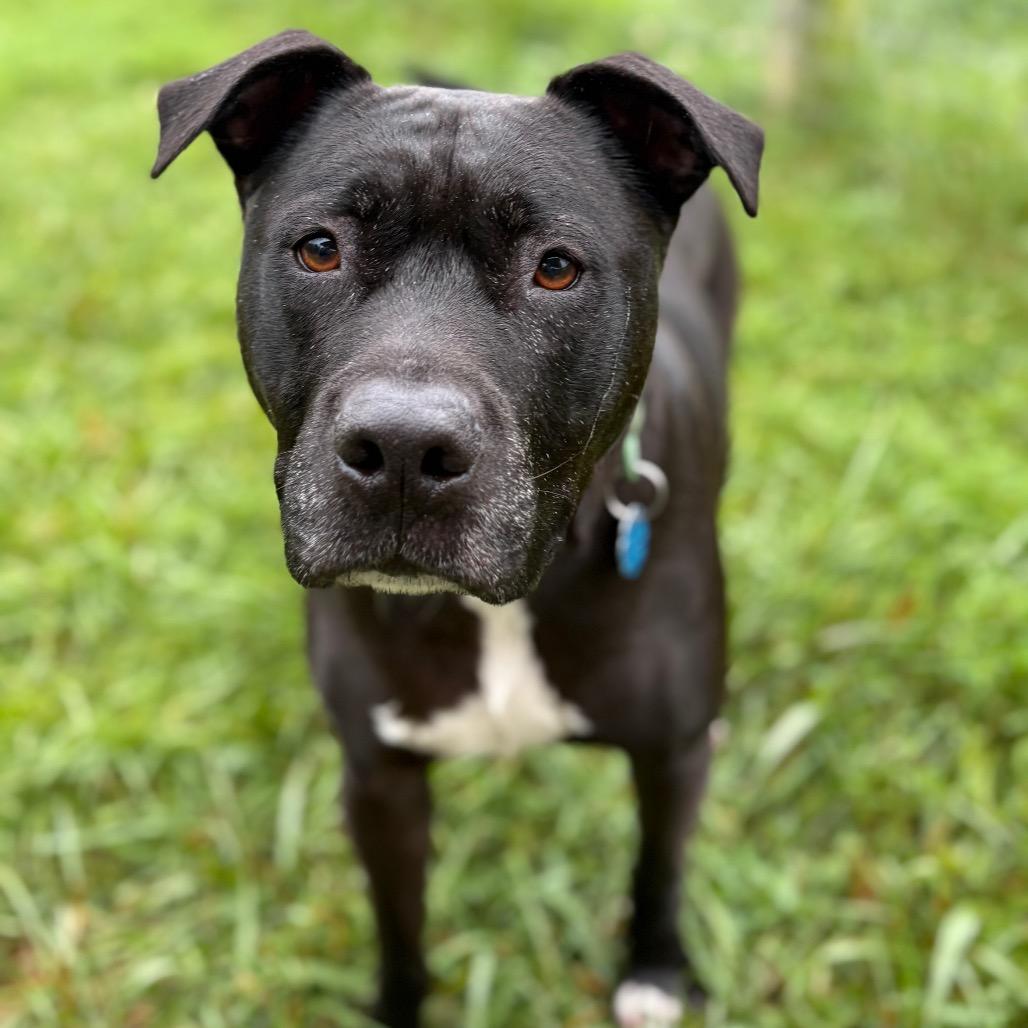 Enlarge Marshall, a Adoptable mixed breed in Fairfax Station, VA image 1/6