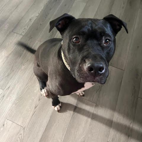 Enlarge Marshall, a Adoptable mixed breed in Fairfax Station, VA image 2/6