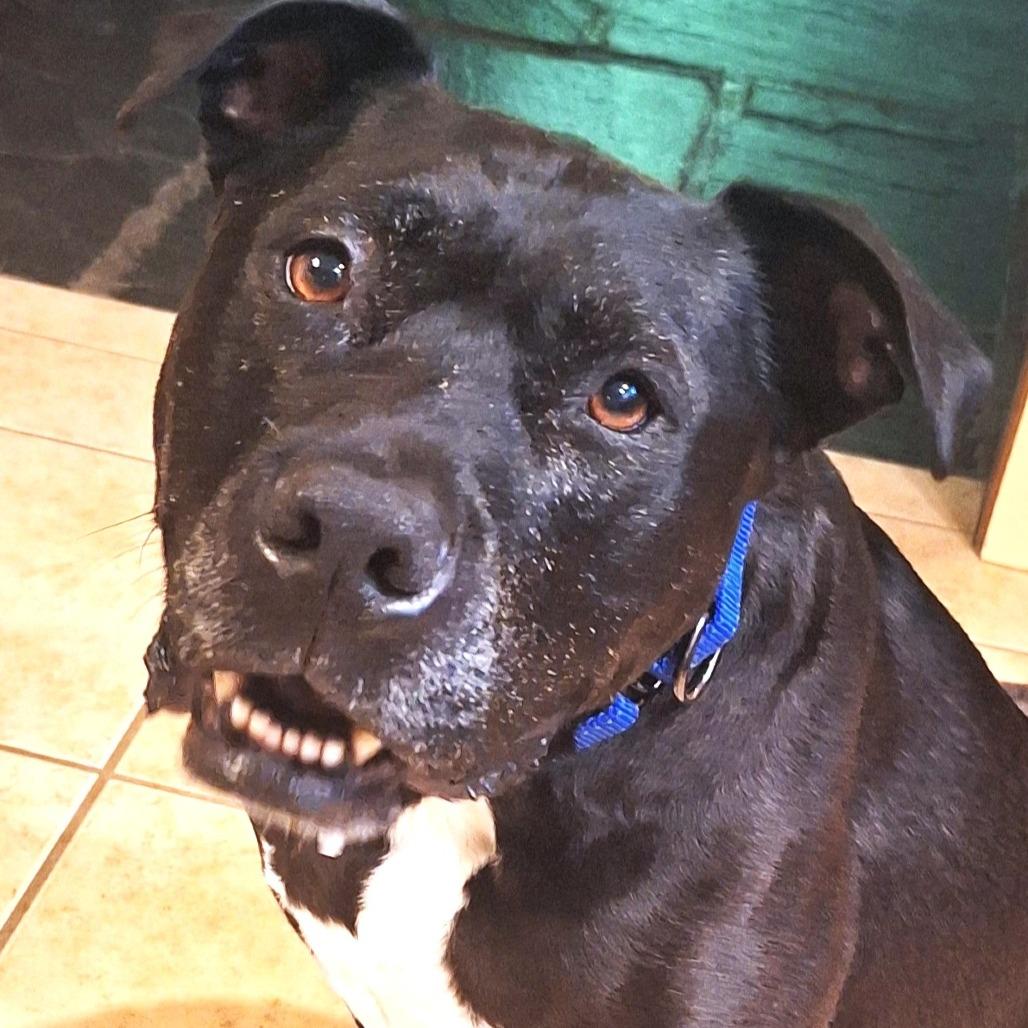 Enlarge Marshall, a Adoptable mixed breed in Fairfax Station, VA image 3/6