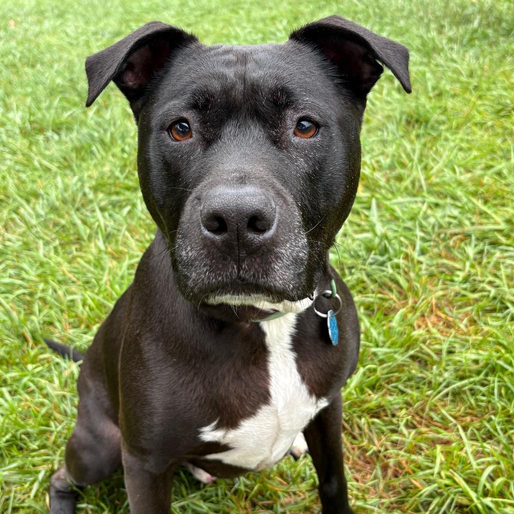 Enlarge Marshall, a Adoptable mixed breed in Fairfax Station, VA image 3/6