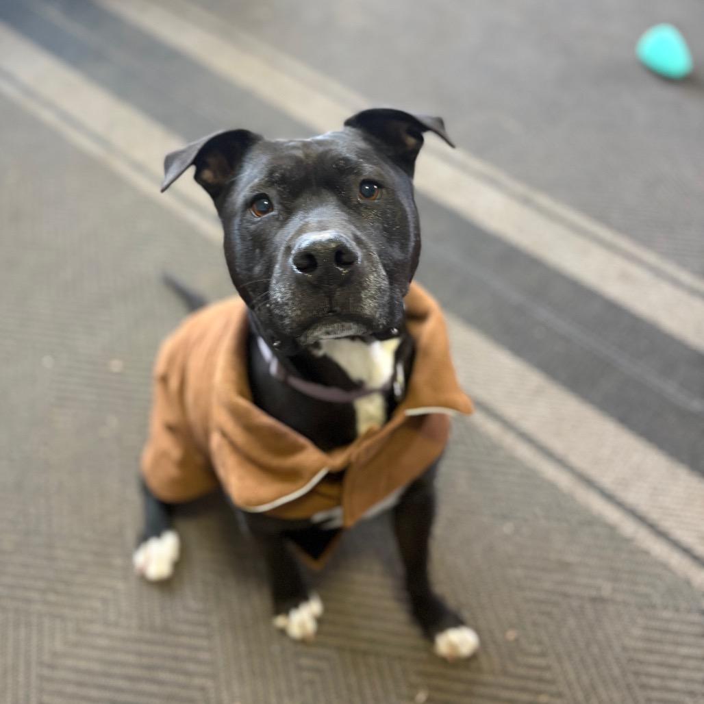 Enlarge Marshall, a Adoptable mixed breed in Fairfax Station, VA image 4/6