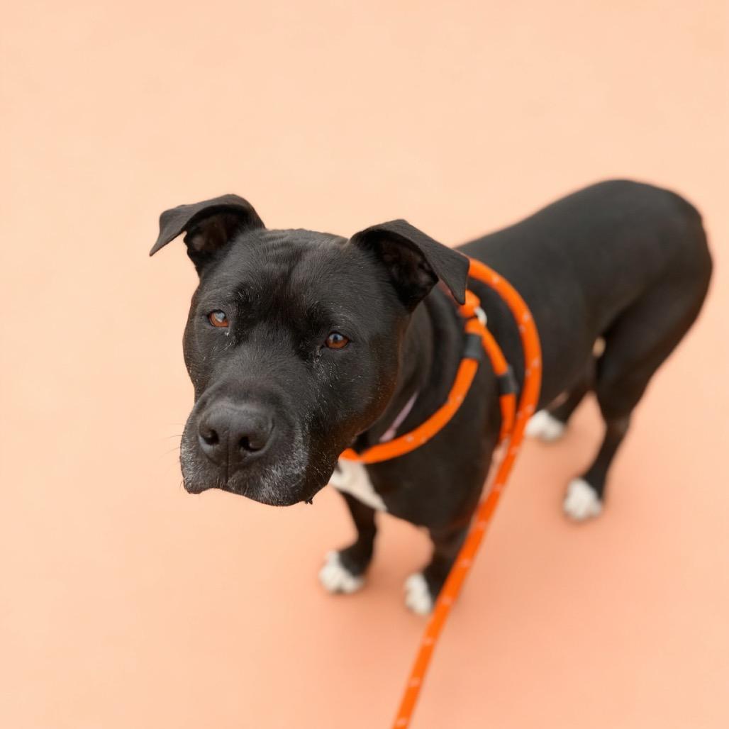 Enlarge Marshall, a Adoptable mixed breed in Fairfax Station, VA image 4/6
