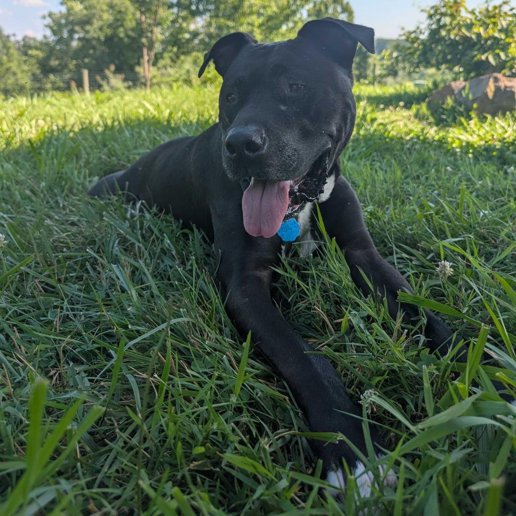 Enlarge Marshall, a Adoptable mixed breed in Fairfax Station, VA image 4/6