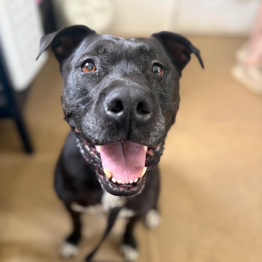 Enlarge Marshall, a Adoptable mixed breed in Fairfax, VA image 4/6
