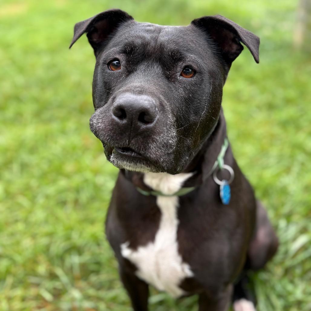 Enlarge Marshall, a Adoptable mixed breed in Fairfax Station, VA image 5/6