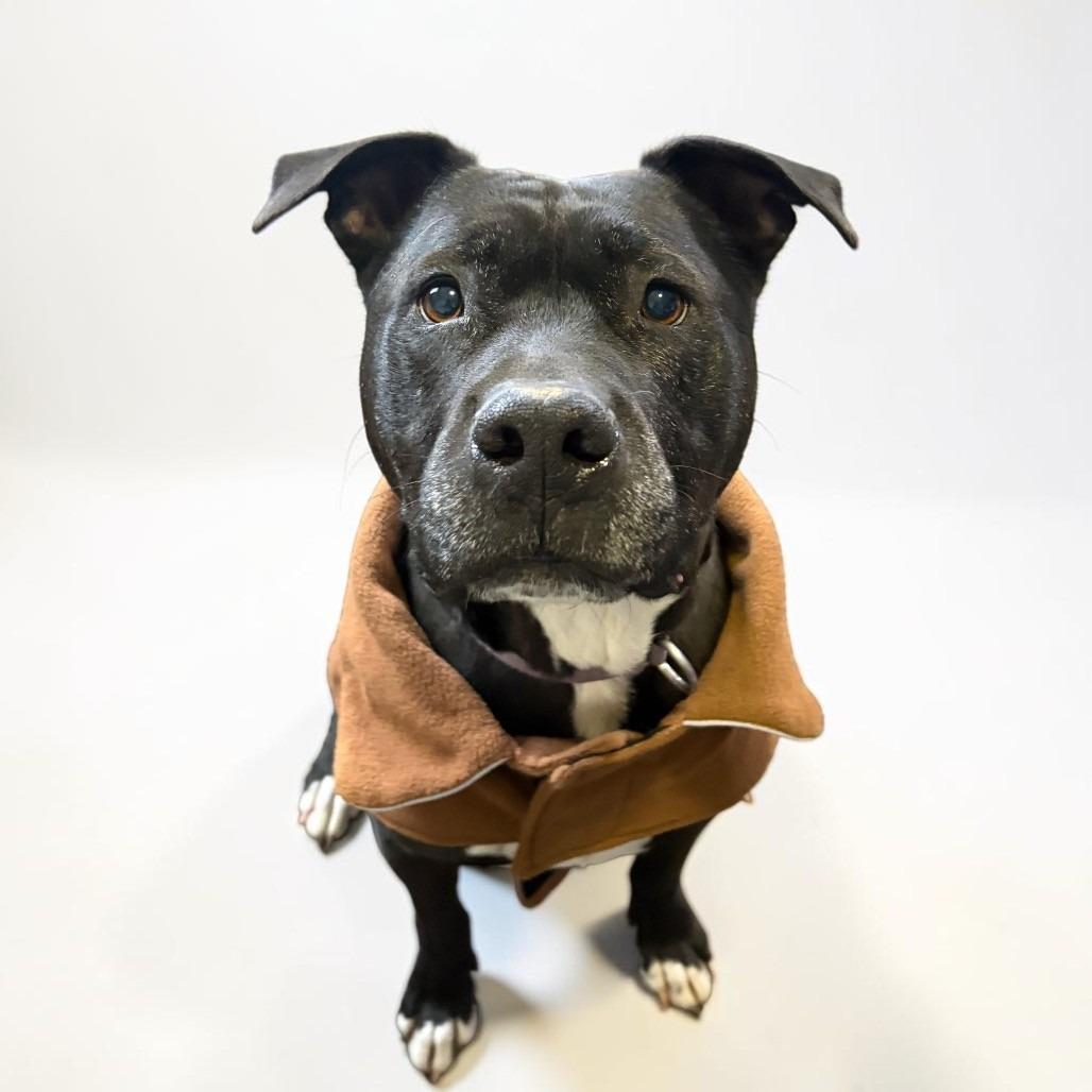 Enlarge Marshall, a Adoptable mixed breed in Fairfax Station, VA image 6/6