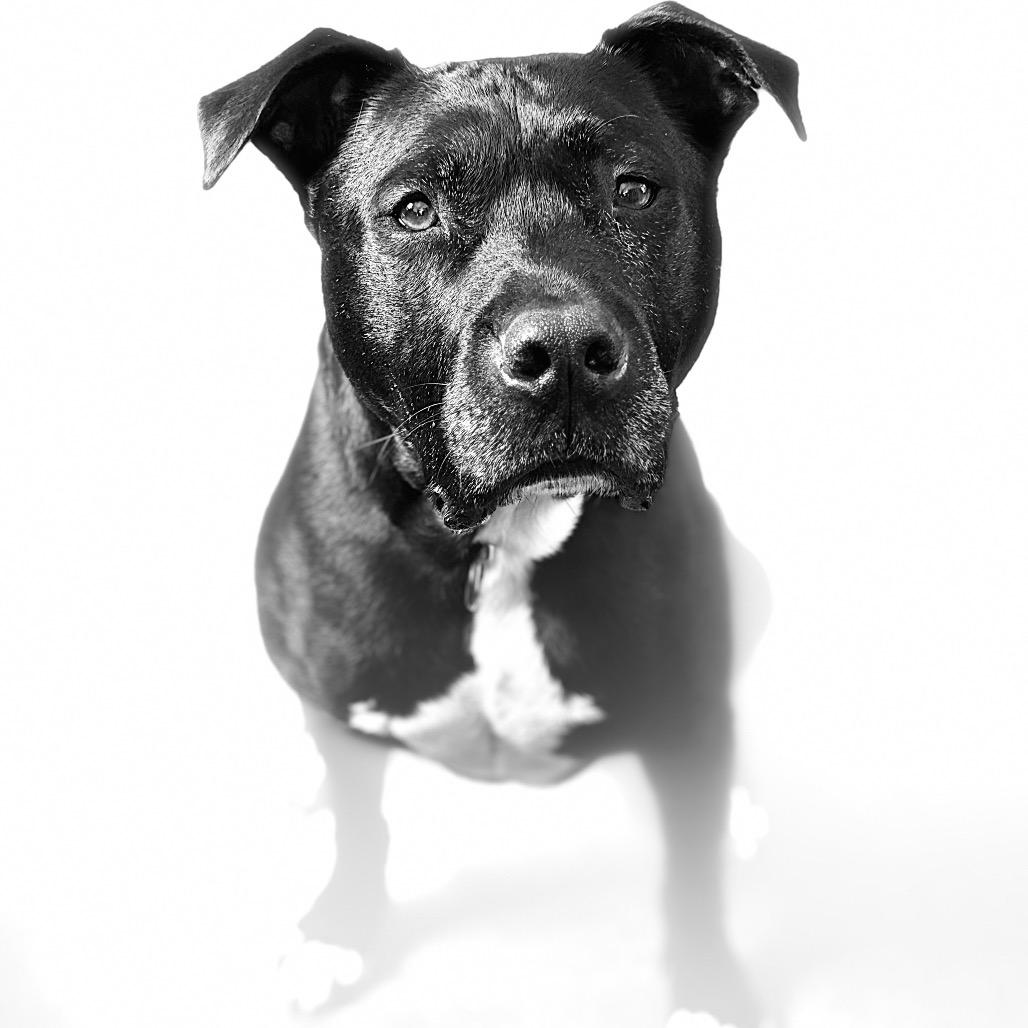 Marshall, a Adoptable mixed breed in Fairfax Station, VA image 5/6