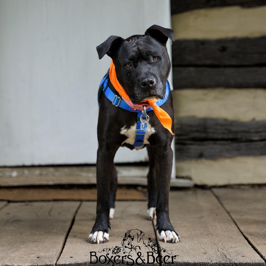 Marshall, a Adoptable mixed breed in Fairfax Station, VA image 6/6