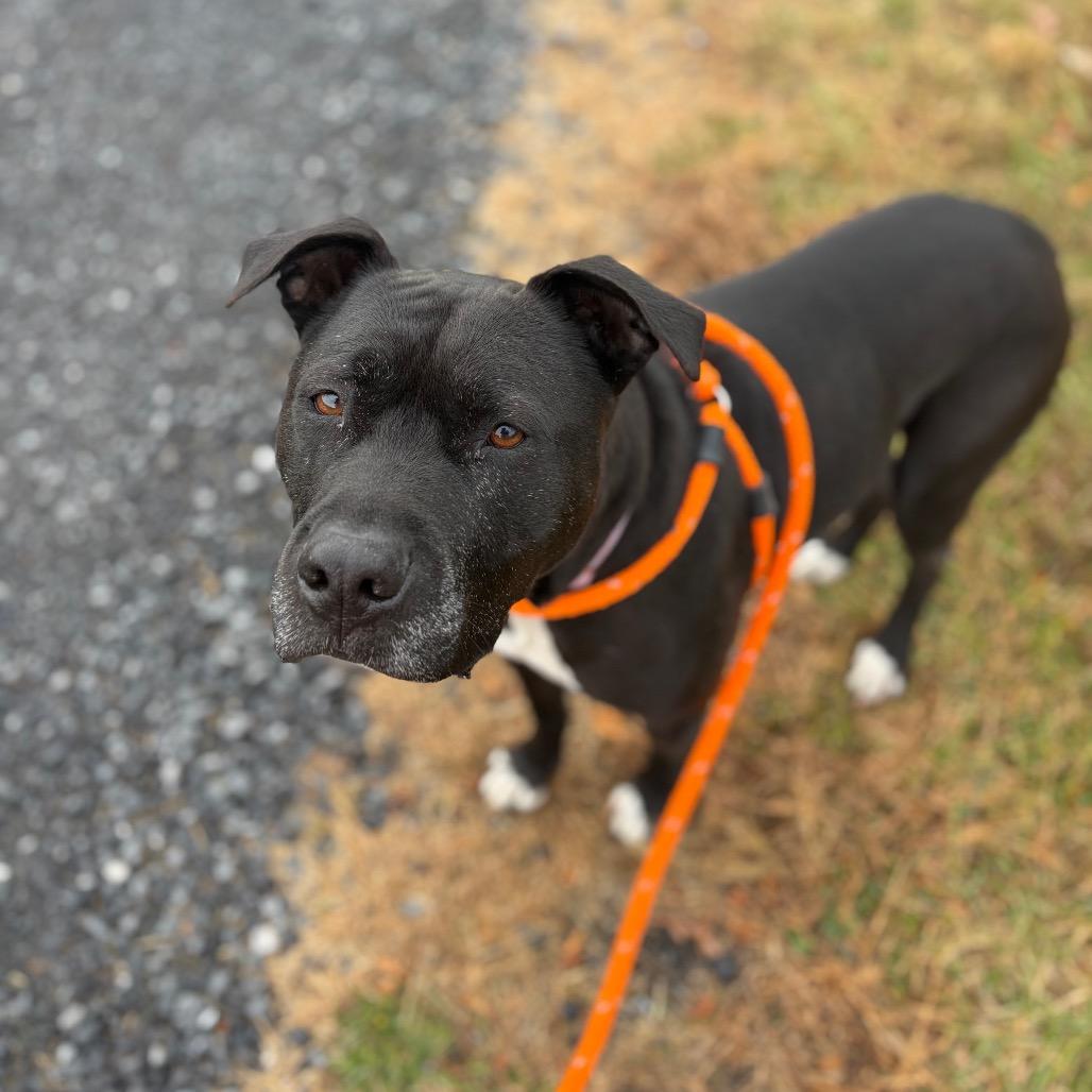 Enlarge Marshall, a Adoptable mixed breed in Fairfax Station, VA image 6/6