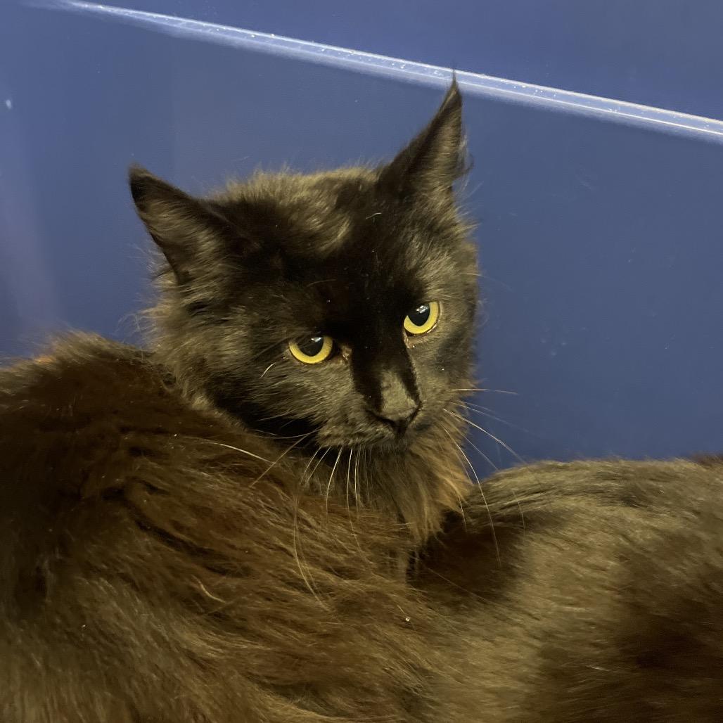 Doyle — thumbnail 2