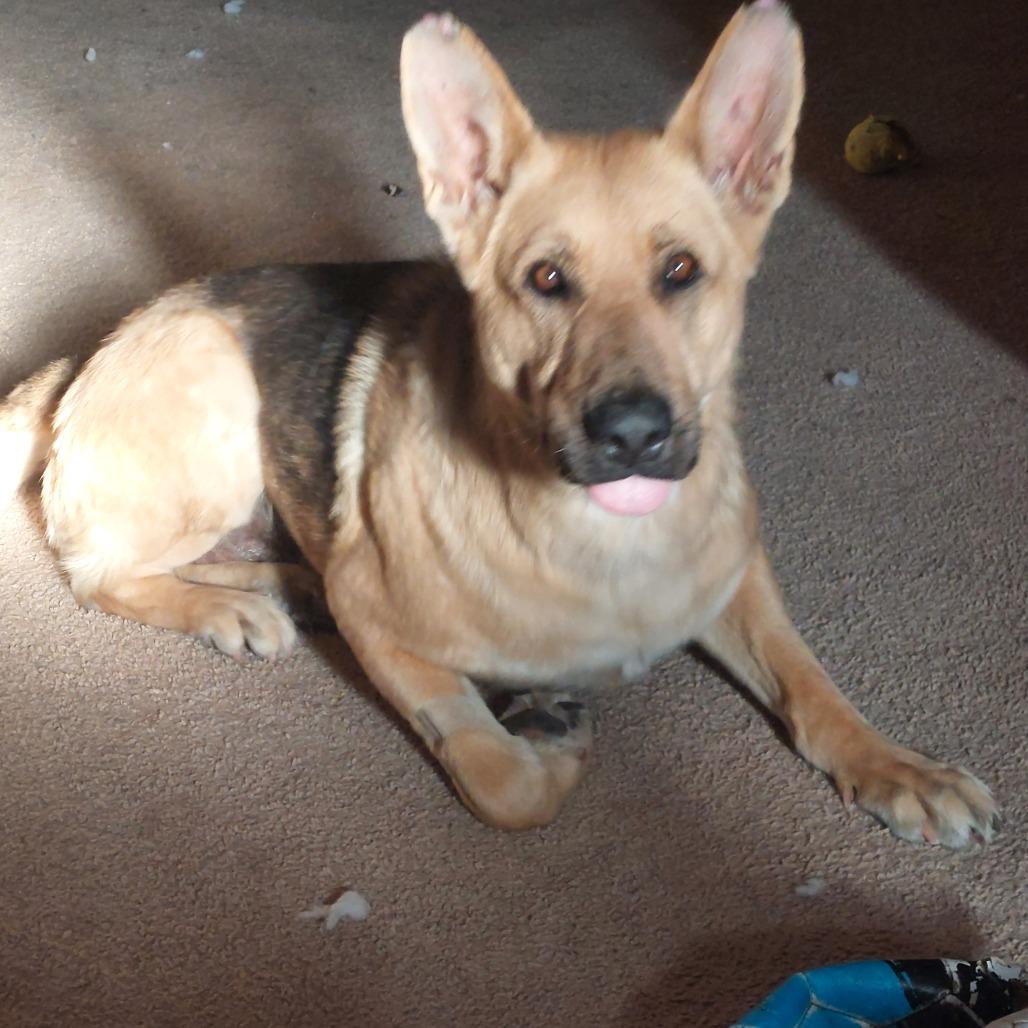 Enlarge 905 (2025) Ellie, a Adoptable German Shepherd Dog in Parker, CO image 1/6