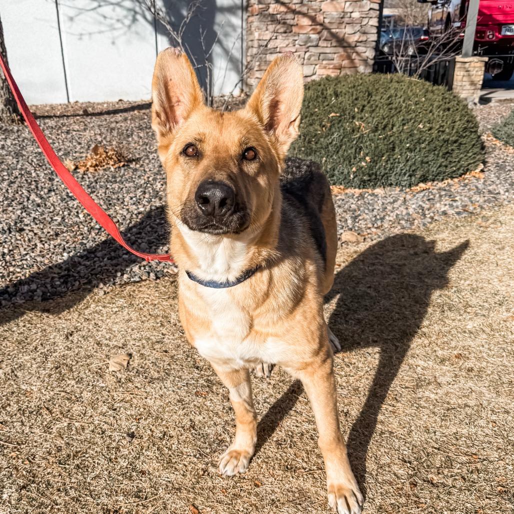 Enlarge 905 (2025) Ellie, a Adoptable German Shepherd Dog in Parker, CO image 2/6