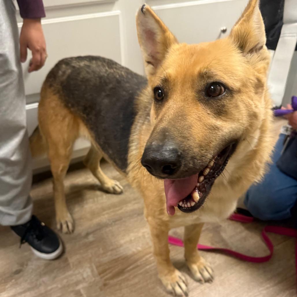 Enlarge 905 (2025) Ellie, a Adoptable German Shepherd Dog in Parker, CO image 3/6