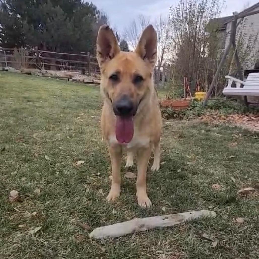 Enlarge 905 (2025) Ellie, a Adoptable German Shepherd Dog in Parker, CO image 4/6