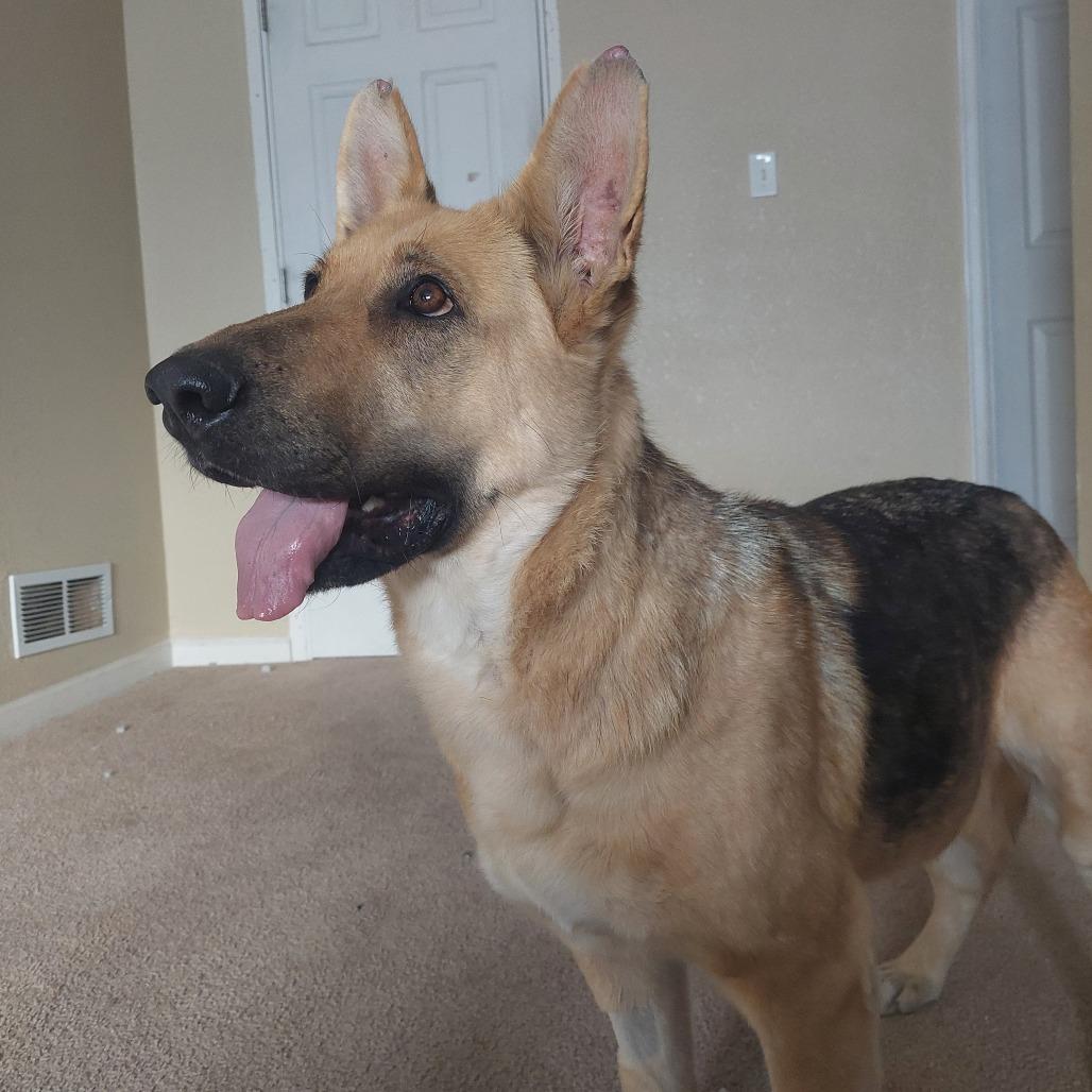 Enlarge 905 (2025) Ellie, a Adoptable German Shepherd Dog in Parker, CO image 5/6