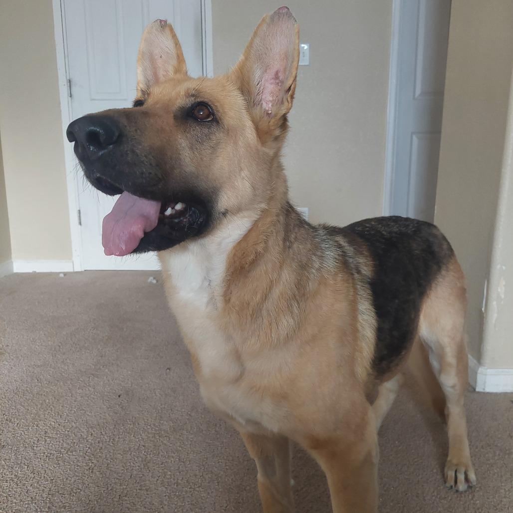 Enlarge 905 (2025) Ellie, a Adoptable German Shepherd Dog in Parker, CO image 6/6