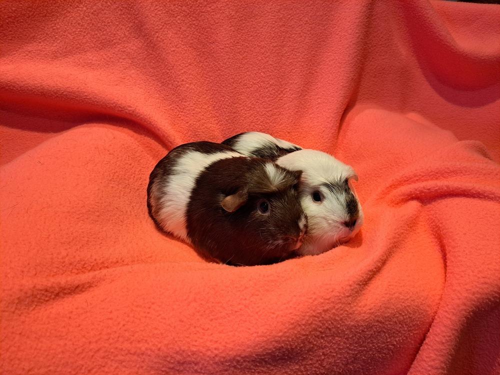 Cookie and Cream, Adoptable, Adult Female Guinea Pig & Guinea Pig.