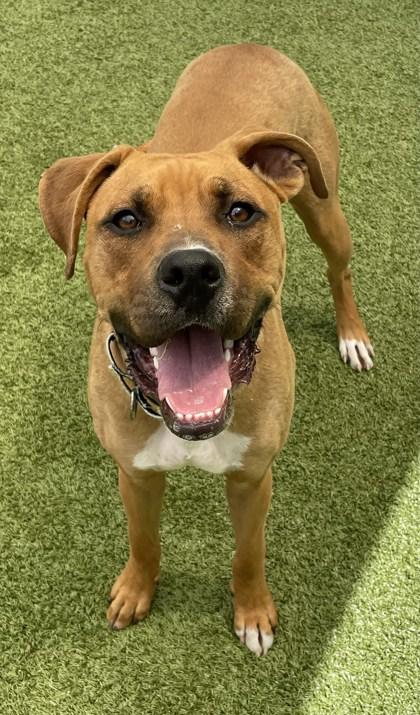 Roxy, a Adoptable mixed breed in Eugene, OR image 4/5