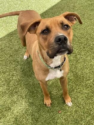 Roxy, a Adoptable mixed breed in Eugene, OR image 5/5
