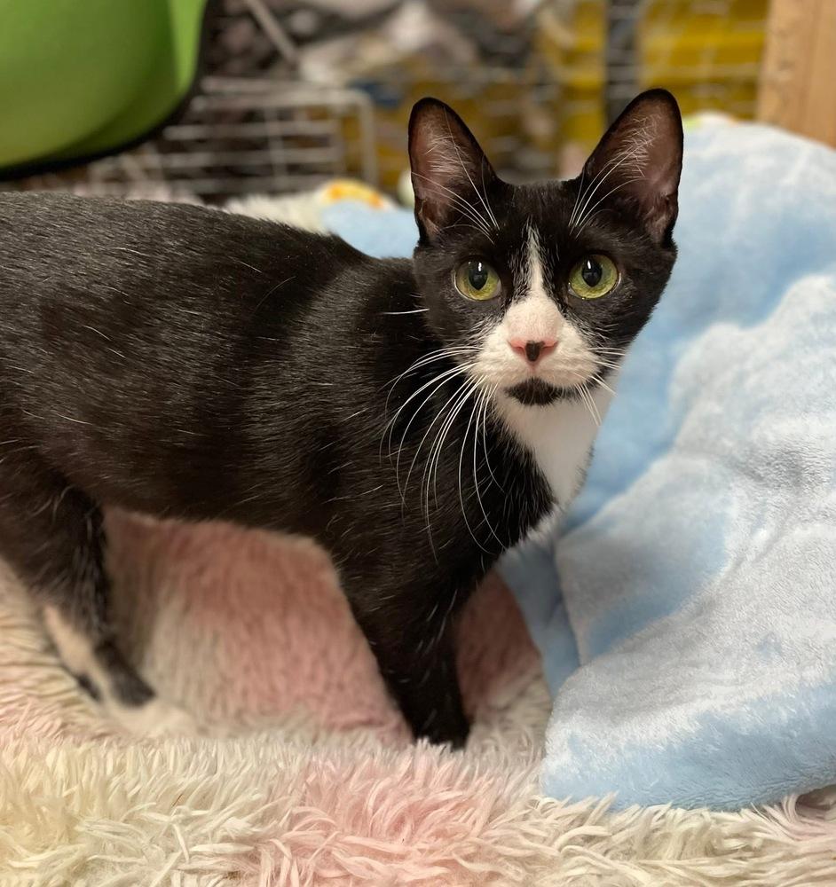 Enlarge Minnie, a Adoptable Domestic Short Hair in Ronkonkoma, NY image 1/3