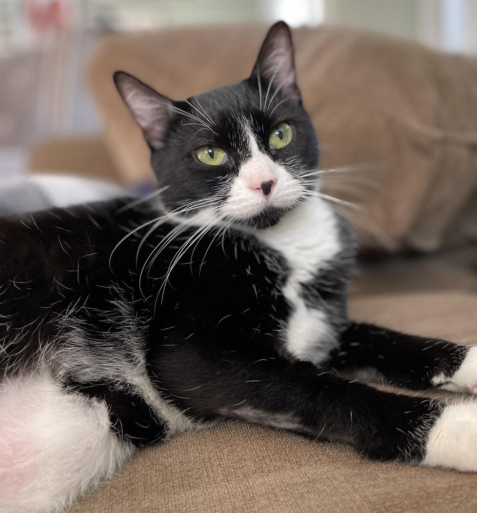 Enlarge Minnie, a Adoptable Domestic Short Hair in Ronkonkoma, NY image 2/3