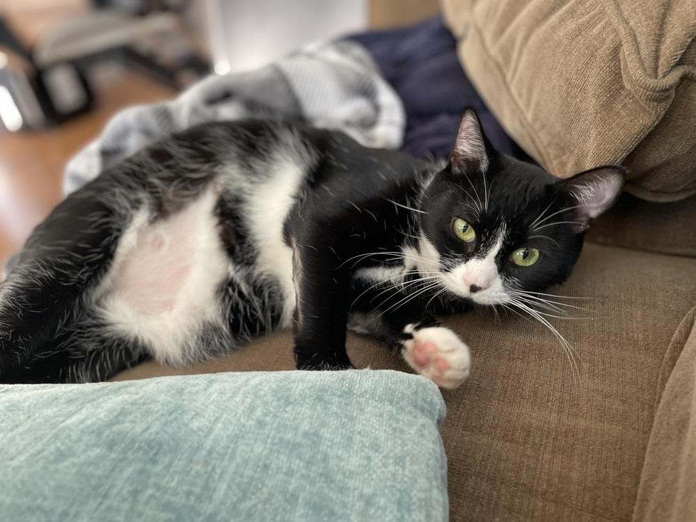 Enlarge Minnie, a Adoptable Domestic Short Hair in Ronkonkoma, NY image 3/3