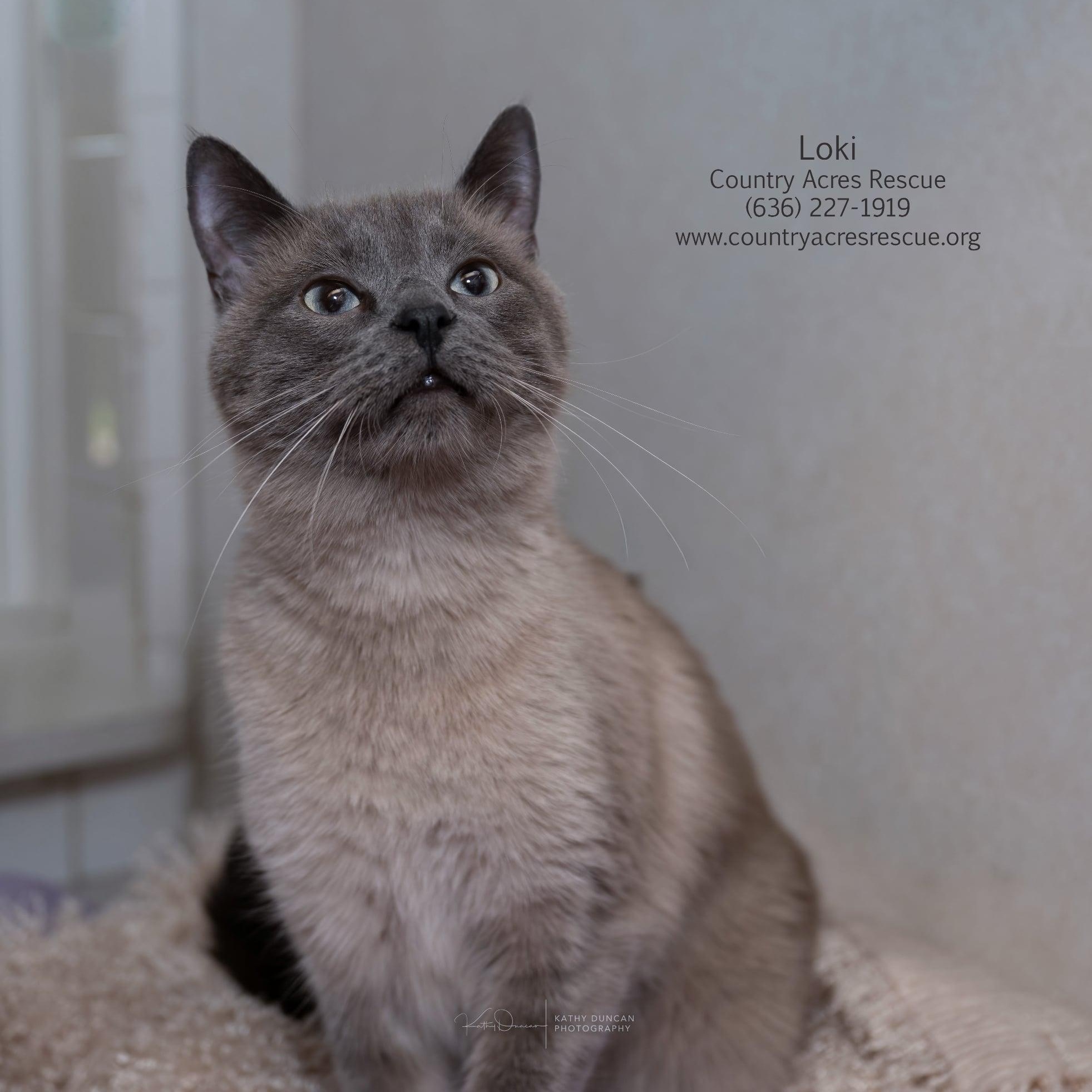 Loki, ADOPTABLE, Young Male Siamese.