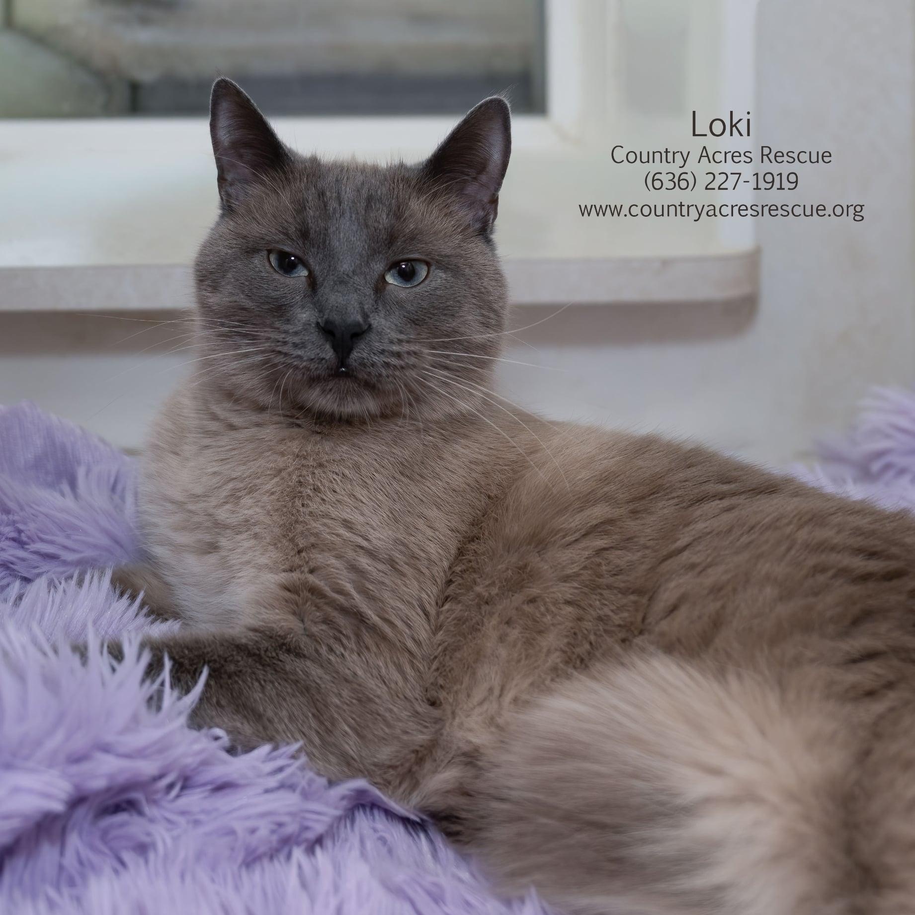 Loki, a ADOPTABLE mixed breed in Manchester, MO image 3/4